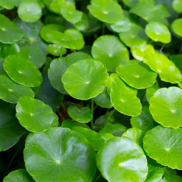 Gotu Kola